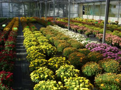 温室, 园艺, 菊花, 颜色