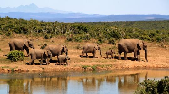 大象, 旁边, 河, 动物, 动物, 大象, 景观