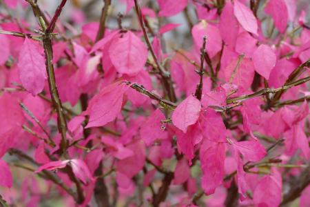 粉色, 秋天, 叶子, 秋天, 自然, 布什