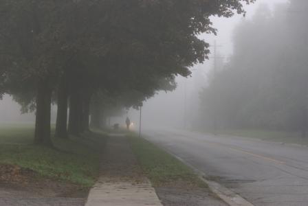 薄雾, 早上, 有雾, 狗, 加拿大, 树, 清晨
