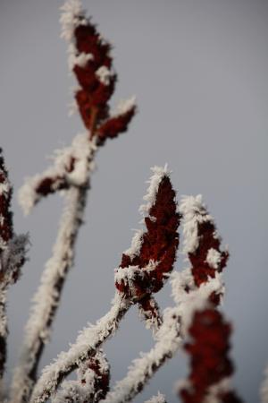 白霜, 冬天, 植物, 弗罗斯特, 冰寒, 冰, eiskristalle