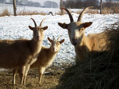 山羊, 棕色, 三, 冬天, 牧场, 有角, 毛皮