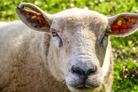 动物, 羊, 羊的脸, 羊毛, 农业, 动物, 头