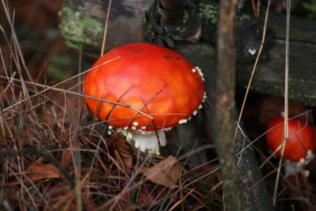 鹅膏菌, 蘑菇, 毒药, 红帽, 白点, 森林, 秋天