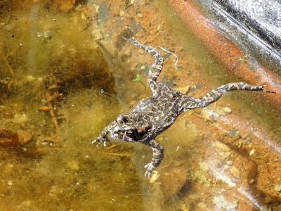 青蛙, 蟾蜍, 两栖类动物, 池塘
