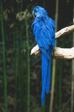 鹦鹉, 鸟, 蓝色, 动物, 热带, 野生动物, 自然