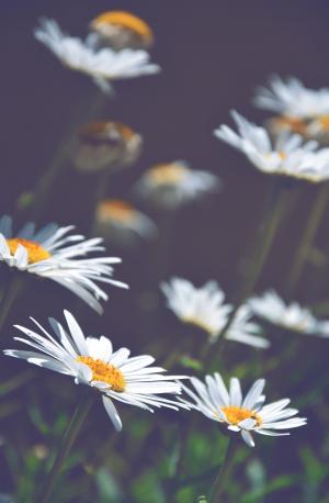 雏菊, 白色雏菊, 花, 夏季, 自然, 黛西, 花