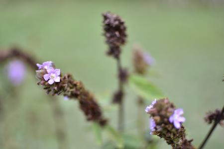 弗洛尔, arvore, paineira, 自然, 花, 紫色, 植物