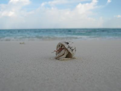 壳, 生物, 海滩, 马尔代夫, 沙子, 螃蟹, 聚醚醚酮