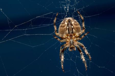 蜘蛛, 自然世界, 自然, bug, 一种动物, 蜘蛛网, 动物的腿