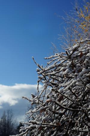 冬天, 每年的时候, 感冒, 冰, 雪, 审美, 树