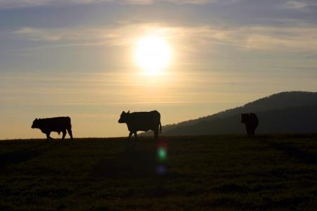 日落, 奶牛, 牧场, 对比, 斯洛伐克, 村庄