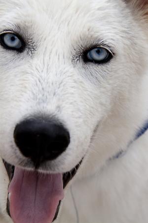 狗, hundeportrait, 舌头, 白色, 毛皮, 蓝色的眼睛, 动物