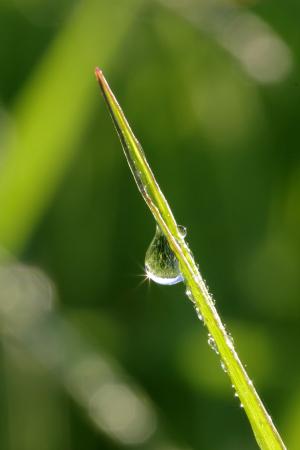 罗莎, 一滴, 草, 绿色, 宏观, 湿法, 水