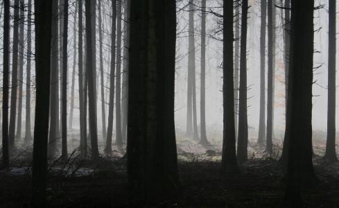 森林, 树木, 雾, 秋天, 令人沮丧, 神秘, 恶狼