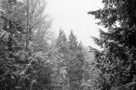 冬天, 树木, 天空白色, 景观, 黑色和白色, 雪, 感冒