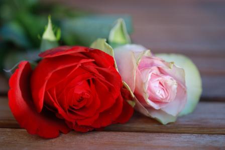 玫瑰, 花, 红色, 粉色, 花香, 礼物, 浪漫
