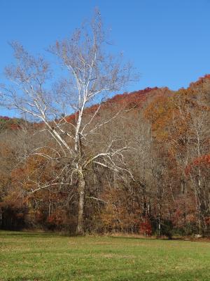 公园, 秋天, 山脉, 自然, 景观, 田纳西州, 风景名胜