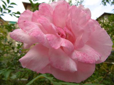罗莎, 粉红色的玫瑰, 花, 植物, 绿色, 自然, 花