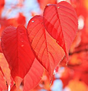 秋天, 秋天的树叶, 叶子, 真正的叶子, 秋天的颜色, 红色, 红叶