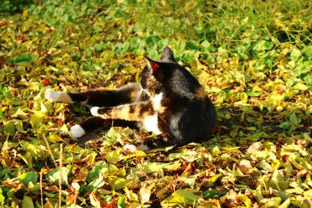 猫, 秋天的落叶, 秋天, 招财猫, 三色, 叶子, 多彩