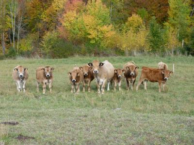 母牛, 动物, 草原, 好奇心, 观察, 团队