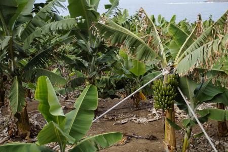 香蕉, 香蕉种植园, 支持, 硬, 香蕉灌木, 香蕉树, 人工林