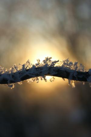 冬天, 冰, 雪, 冻结, eiskristalle, 树木, 寒冷
