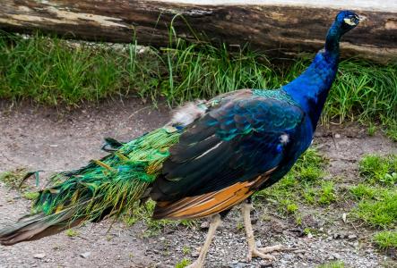 孔雀, 蓝色, 鸟, 羽毛, 自然, 尾巴, 异国情调