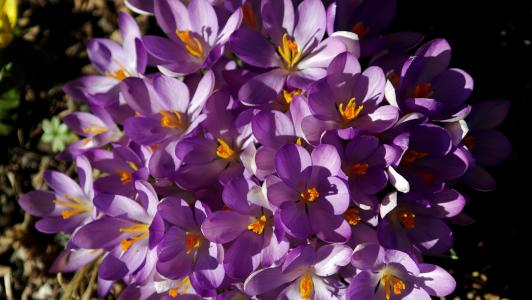 花, 紫色, 黄色春天, 颜色, 多彩, 紫罗兰色