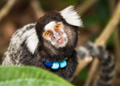 卷尾猴, 猴子, 美高科技, 自然, 在里约热内卢