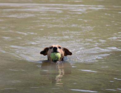 狗, 球, 游泳, 戏剧, 水, 河, 宠物