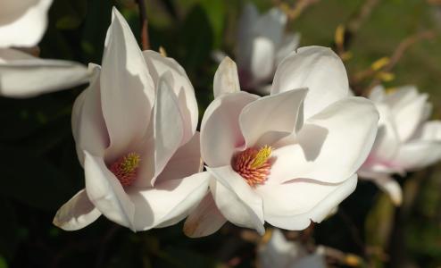 郁金香玉兰, 开花, 绽放, 白色, 白花盛开, 春天, 自然