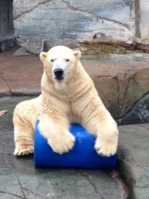 冰熊, 戏剧, 北极熊, 动物园