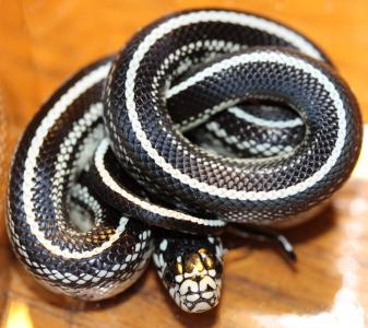 链条闲谈, lampropeltis getula, 闲谈, 蛇, 黑白条纹, 物种, 关闭