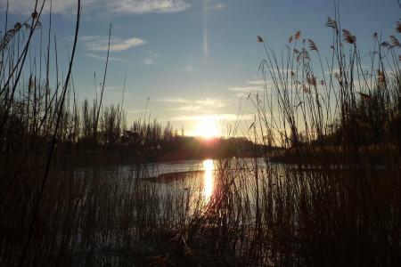 日落, 芦苇, 湖, 自然, 宁静, 景观