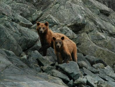 棕色的熊, 沿海, 肖像, 荒野, 自然, 岩石, 巨石