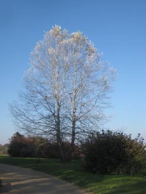 树, 秋天, 巴伯尔斯贝格