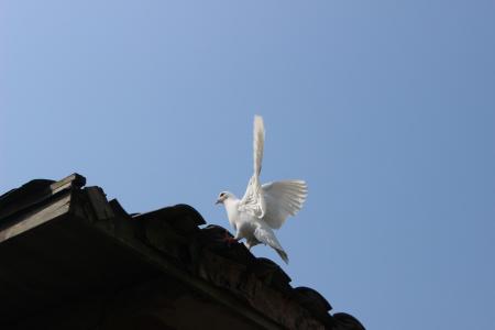 鸽子, 风景, 杭州
