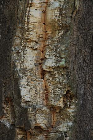 栓皮栎, 部落, 树, 日志, 树皮, 树的树皮, 背景