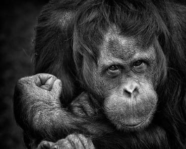 黑猩猩, 猴子, 肖像, 灵长类动物, 自然, 关闭, 脸上