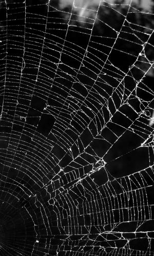 黑色和白色, 黑暗, 肖像, 蜘蛛, 蜘蛛网, 自然, 脆弱
