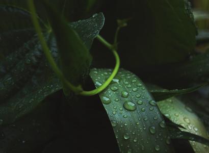 绿色, 叶, 植物, 自然, 湿法, 雨滴, 水