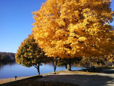 秋天, 秋天, 多彩, 自然, 树木, 户外, 颜色
