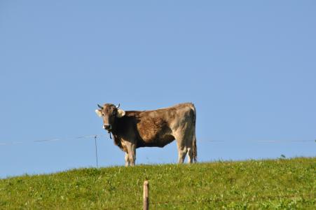 母牛, 草甸, 反刍动物, 哺乳动物, 动物, 奶牛, 阿尔高