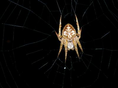 成年热带圆球织布, eriophora ravilla, 蛛形纲动物, 蜘蛛, 蜘蛛, 棕色, 恐惧