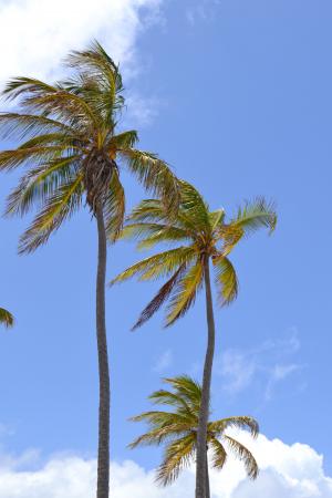 古巴, 加勒比海, 棕榈树, 假日, 天空