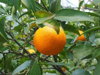 橙色, 水果, 橘树, 树, 长春, 柑橘, 钻石绿