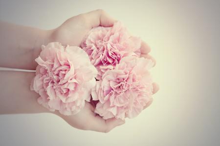 花, 丁香, 粉色, 粉红色的花朵, 从上面, 切花, 手