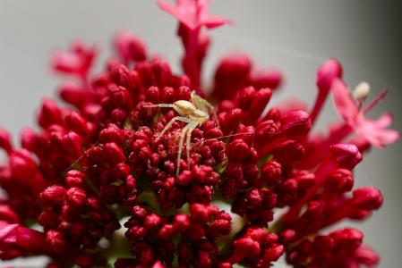 蜘蛛, 自然, 花, 开花, 绽放, 对比, 红色